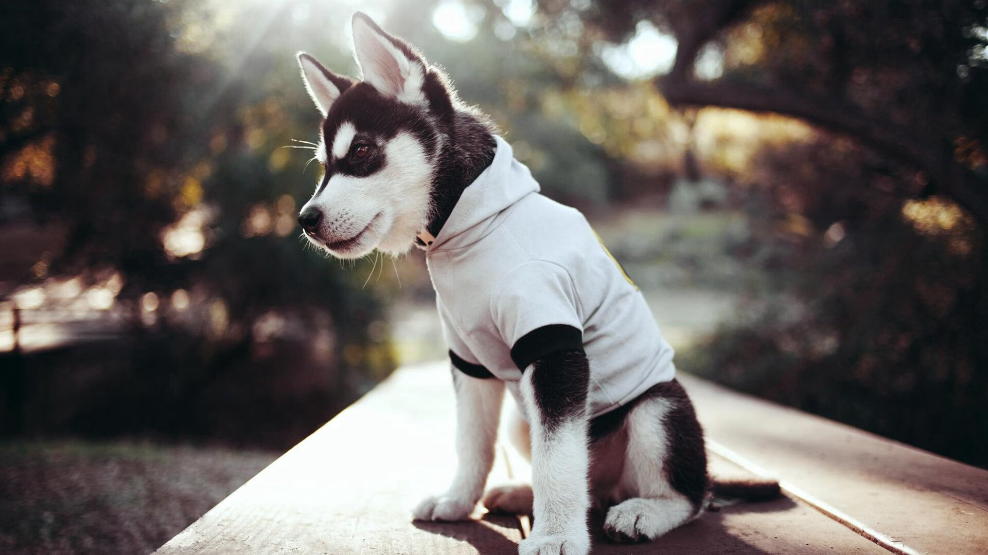 今年NBA哪些运动员抢断最多？，nba现役球员抢断排名